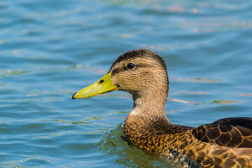 wild duck on the lake in summer season