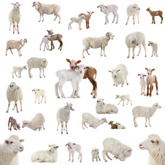 Collage of sheep in various situations isolated on a white background.