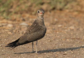 Collard Pratincole looking towards the camera, Bahrain