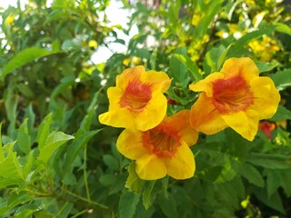 Obraz premium yellow tulips in garden