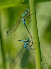 paarung libellen