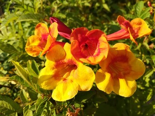 yellow tulips in garden