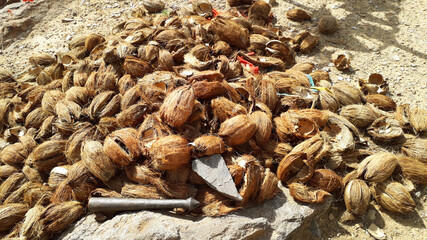 pile of opened or broken shell coconuts outside temple used as holy offering to god in Hindu religion in India