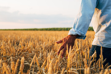 farmer standing in wheat field , closeup of hand touching wheat