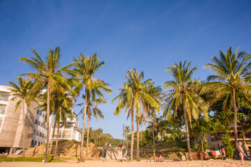 Fototapeta na wymiar Wild palm trees on a tropical beach