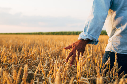 Farmer Standing In Wheat Field , Closeup Of Hand Touching Wheat