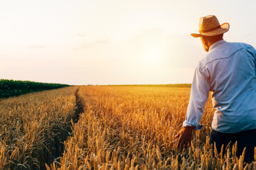 farmer standing in wheat field , sunset