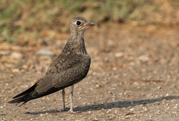 Collard Pratincole, Bahrain