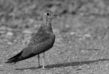 Collard Pratincole at Bahrain