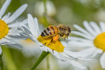 bienen