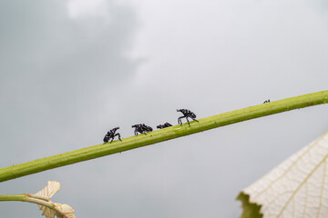 Spotted Lanternfly Nymphs  