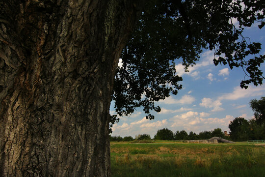 Albero di pioppo centenario in pianura padana sotto il cielo azzurro in una giornata d&rsquo;estate, particolare del tronco in controluce