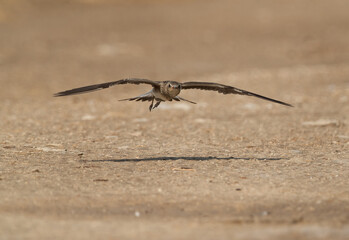 Collard Pratincole landing, Bahrain