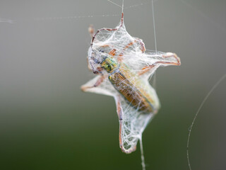 Caught in the Spiders' Web!