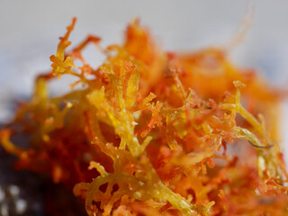 Orange Seaweed © Dennis