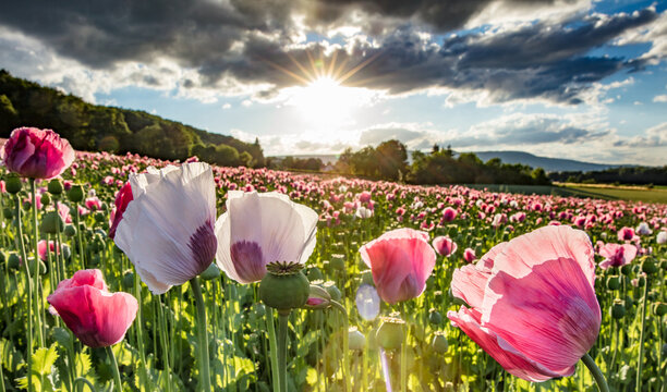 mohnbl&uuml;te