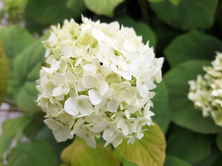 white lilac flowers