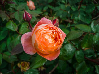 orange rose in garden