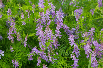 Blooming Vicia cracca on a summer sunny day