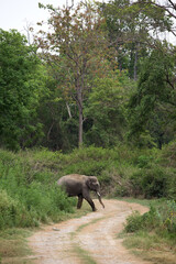 Elephant on the road of Jim Corbett National Park, India