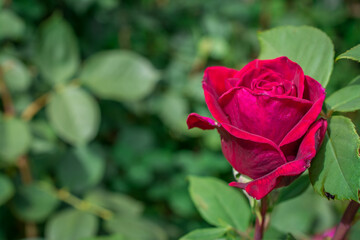 red rose on green background
