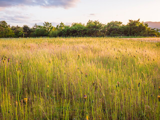 Fototapeta premium 草原