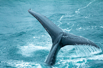 whale fin ocean
