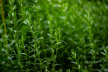 Fototapeta na wymiar Green leaves of a Bush in the garden, close-up.