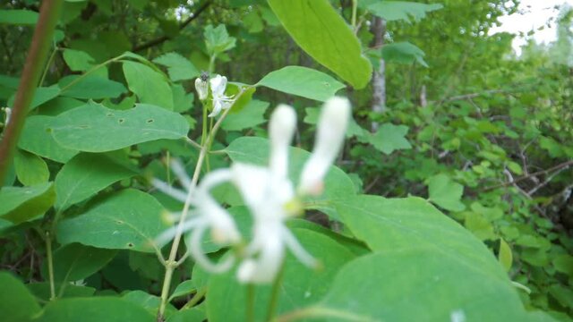 The white tiny flower of the fly honeysuckle or Lonicera xylosteum plant