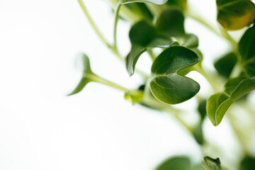 Young green sprouts of micro green close up