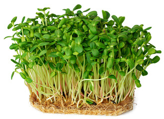 Naklejka premium Micro green sprouts of borago or cucumber grass isolated on white