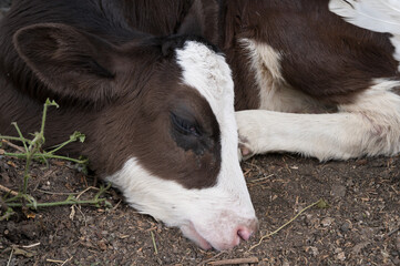 a small dark calf with white spots sleeps on the ground close up