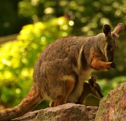 a kangaroo female with baby