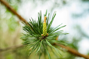 Green Pine Tree Sprout Pollen Macro
