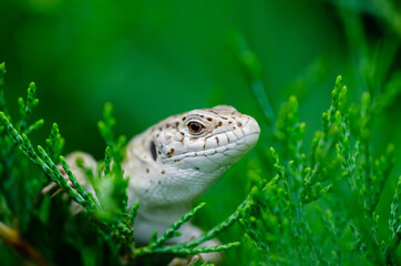 Female Lacerta Agilis Sand Lizard Reptile Animal Macro Close-up Portrait