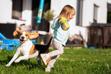 Young 2-3 years old caucasian baby girl playing with beagle dog in garden.