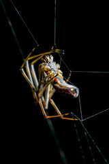 Spider Arachnid on Black Background Macro