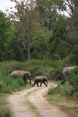 Asiatic elephants crossing the road along with calf at Jim Corbett National Park, India