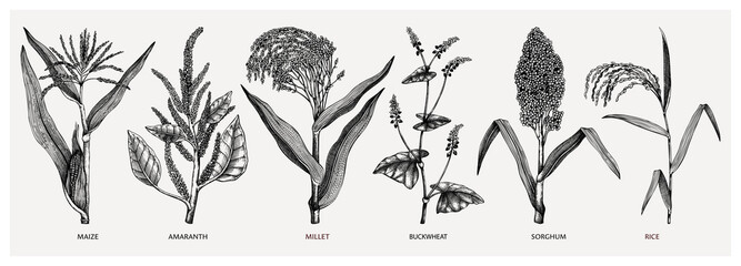 Hand drawn cereal crops - maize, millet, sorghum, rice, buckwheat, amaranth sketches. Healthy food plants collection. Vector vegetables drawing in engraved style. 