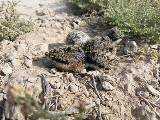 Close up of little cute red wattled lapwing chicks.