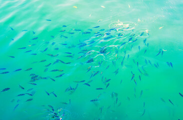 Fish in the aquarium, natural sea.