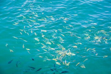 Fishes in the sea.