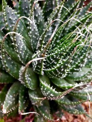 aloe vera plant