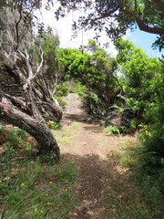 footpath in a forest of junipers on pico island, azores - portugal