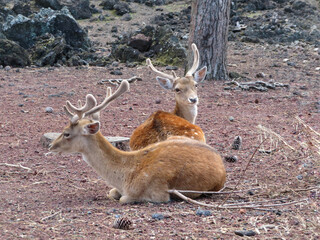 deers lie in the woods