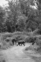 Asiatic elephants along with calf crossing the road, Jim Corbett National Park, India