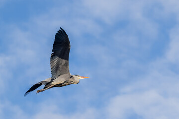 Grey Heron in flight
