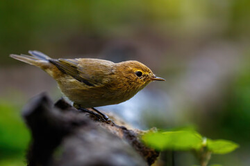 robin on a branch
