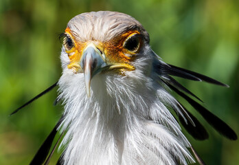 close up of a secretary bird