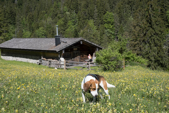 Begle vor Almh&uuml;tte